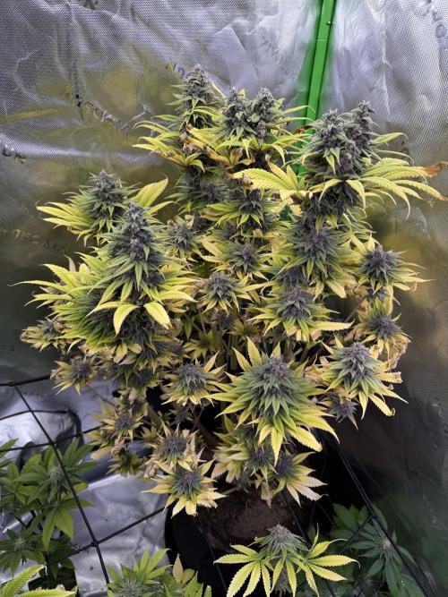 White Widow grow 2. Week 15