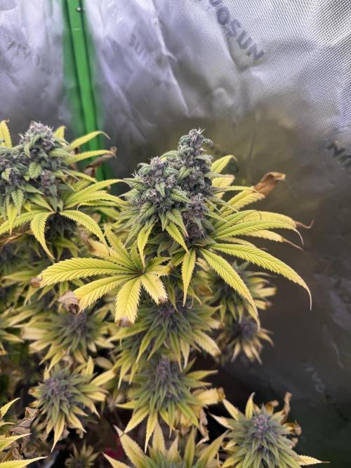 White Widow grow 2. Week 15