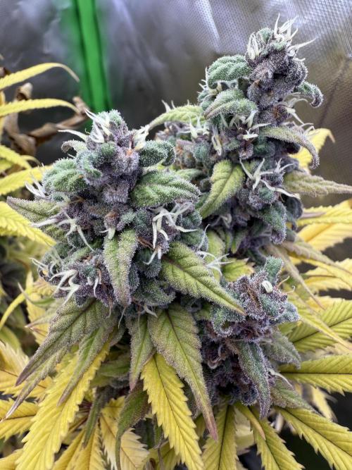 White Widow grow 2. Week 16