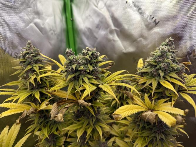 White Widow grow 2. Week 16