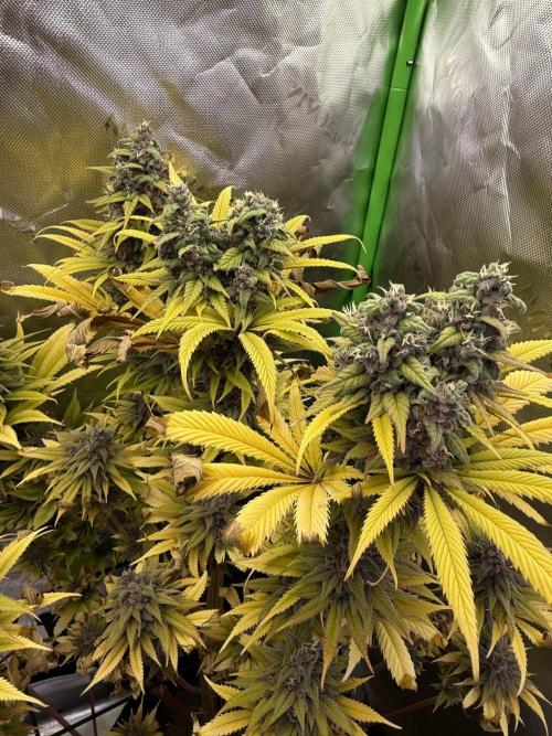 White Widow grow 2. Week 16