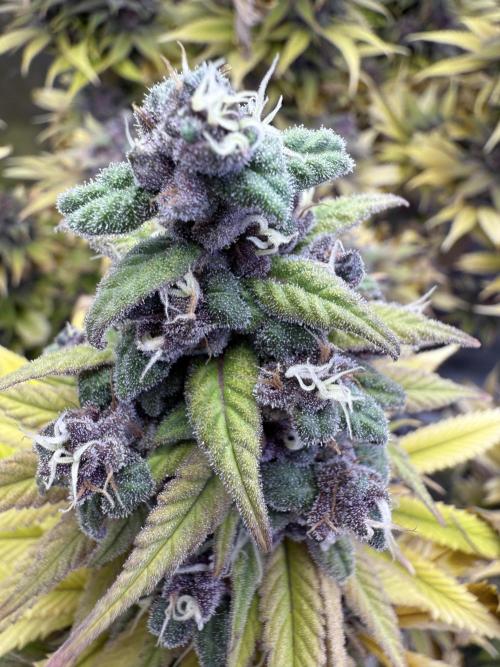 White Widow grow 2. Week 16