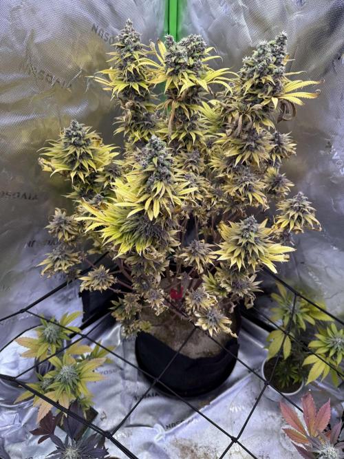 White Widow grow 2. Week 16