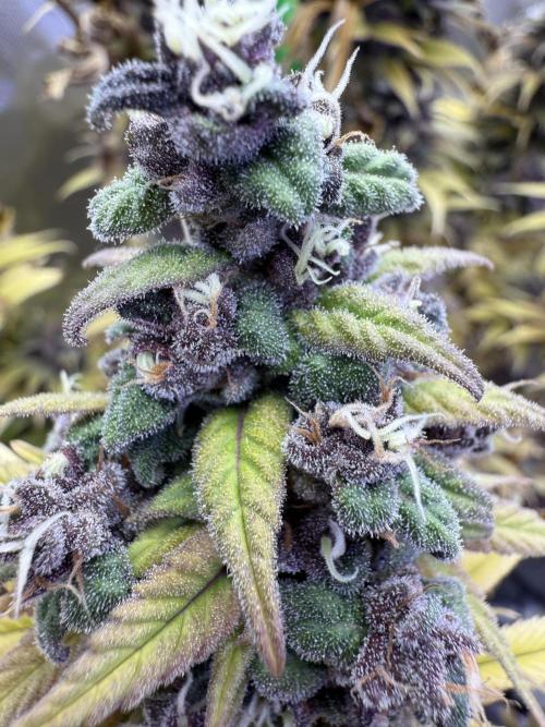 White Widow grow 2. Week 16