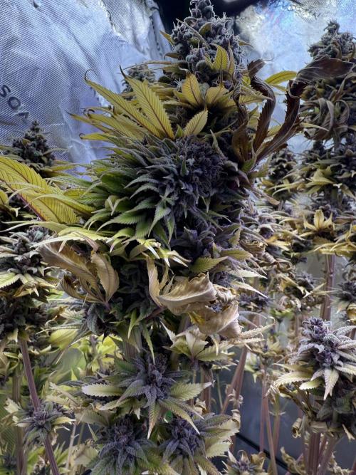 White Widow grow 2. Week 16