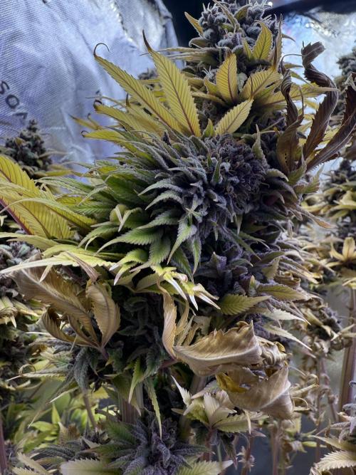 White Widow grow 2. Week 16