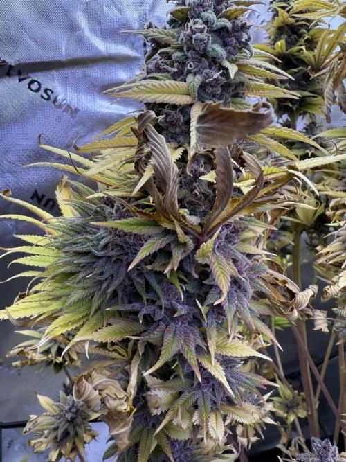 White Widow grow 2. Week 16