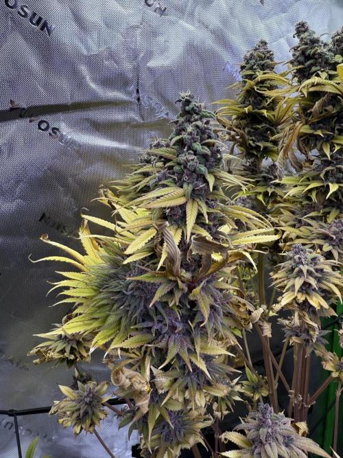 White Widow grow 2. Week 16