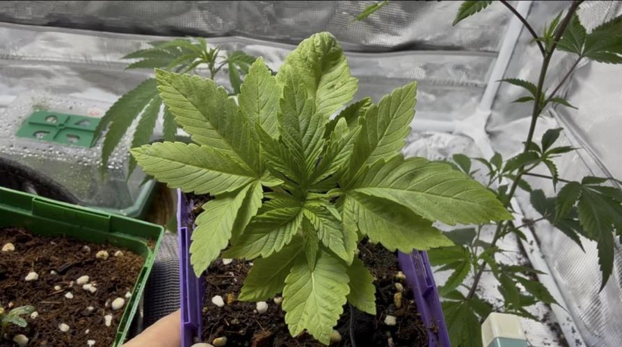 Slurricane Photo Grow. Week 3