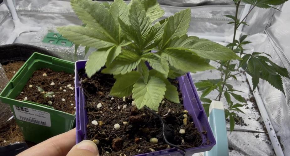 Slurricane Photo Grow. Week 3