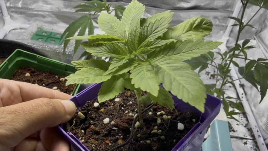 Slurricane Photo Grow. Week 3