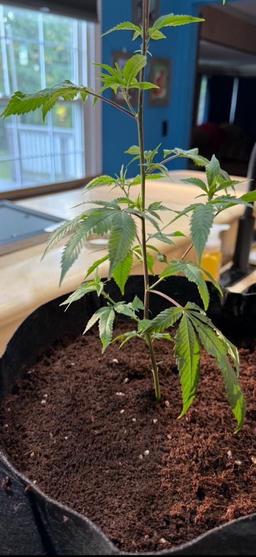 Mai Thai x Zkittles Cake Clone Grow. Week 3