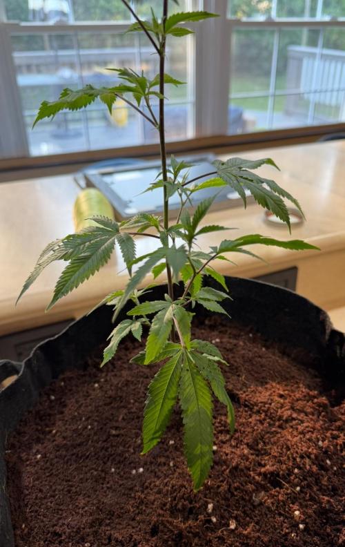 Mai Thai x Zkittles Cake Clone Grow. Week 3