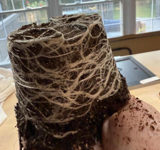 Mai Thai x Zkittles Cake Clone Grow. Week 3