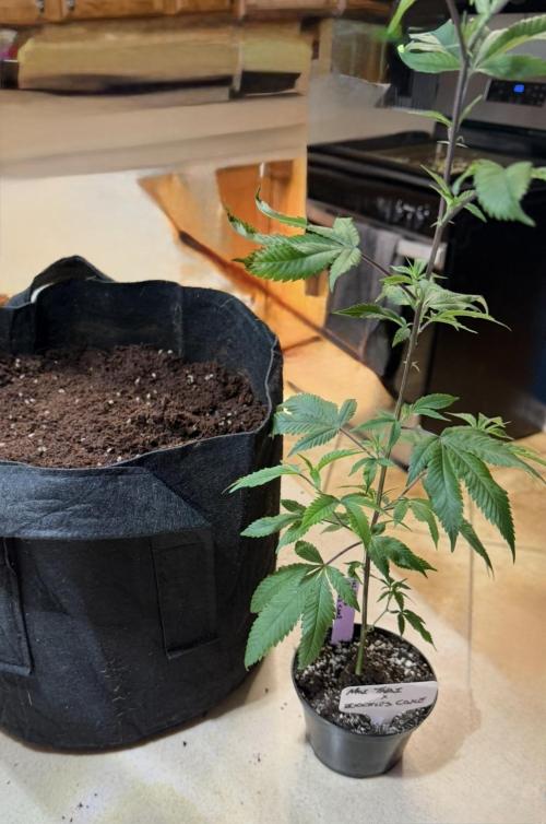 Mai Thai x Zkittles Cake Clone Grow. Week 3