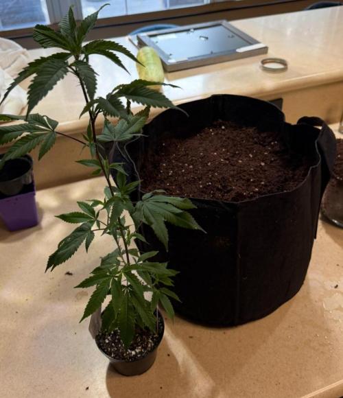 Mai Thai x Zkittles Cake Clone Grow. Week 3
