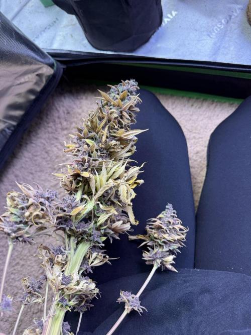 White Widow grow 2. Week 17