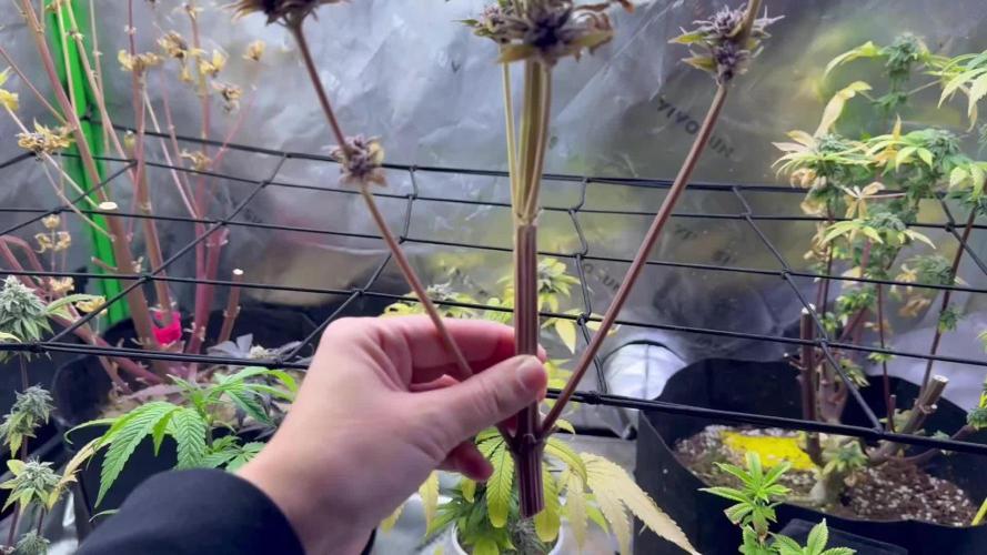 White Widow grow 2