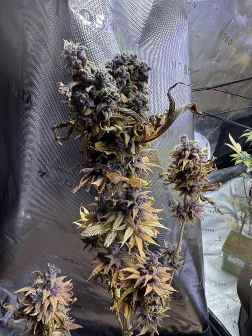 White Widow grow 2. Week 17