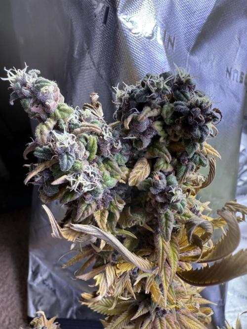 White Widow grow 2. Week 17