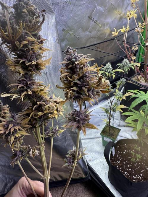 White Widow grow 2. Week 17