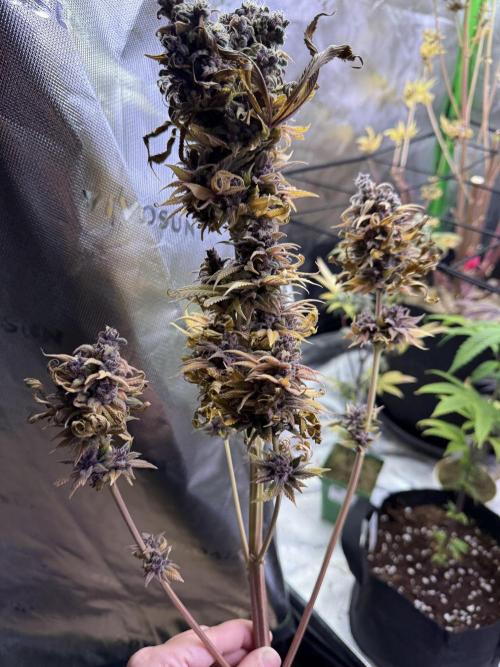 White Widow grow 2. Week 17