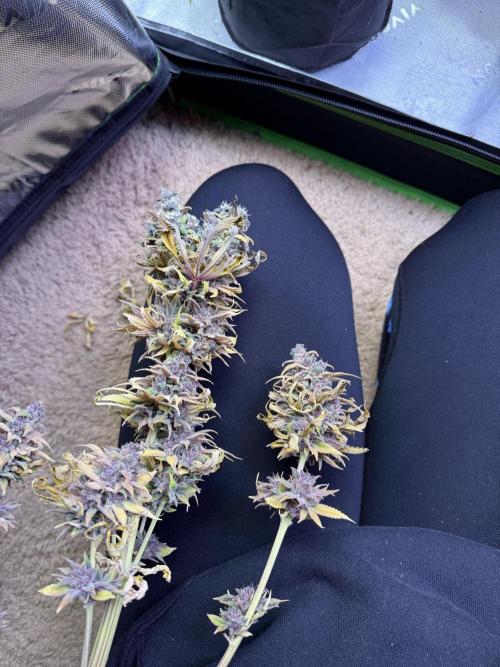 White Widow grow 2. Week 17