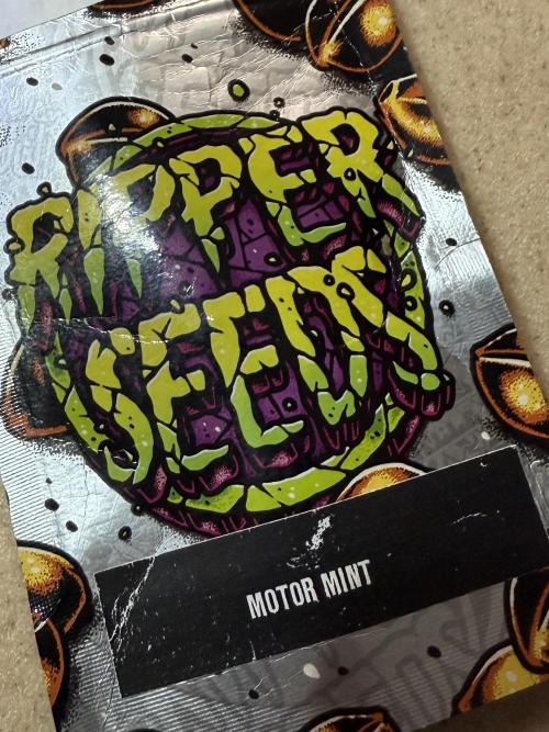 Motor Mint - Ripper Seeds. Week 0