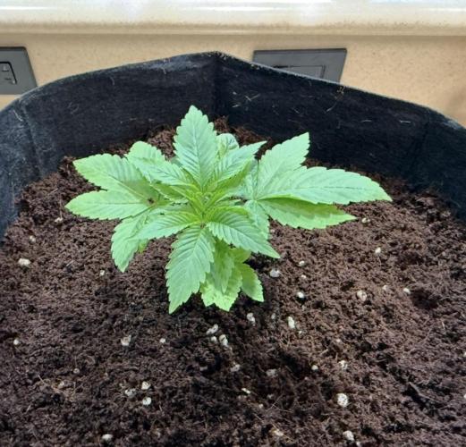 Slurricane Photo Grow. Week 4