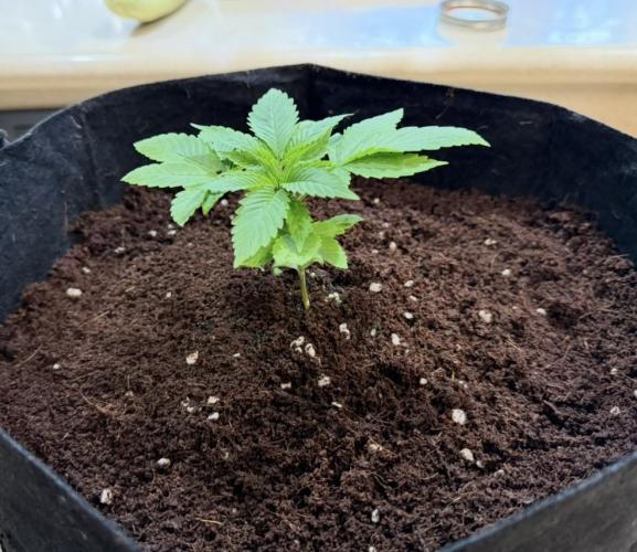 Slurricane Photo Grow. Week 4