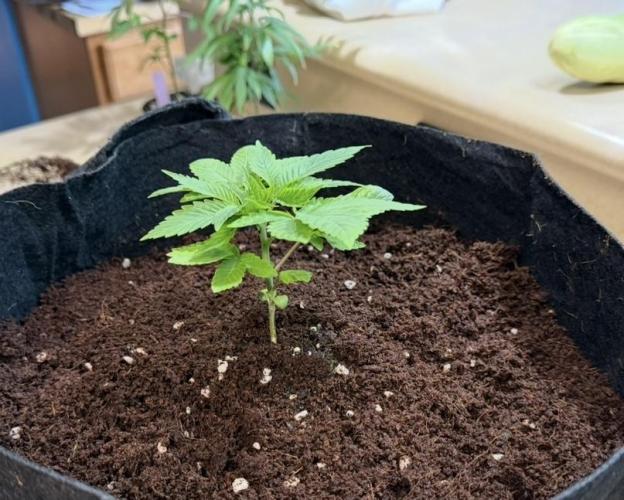 Slurricane Photo Grow. Week 4