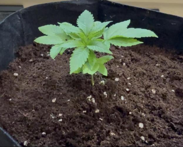 Slurricane Photo Grow. Week 4