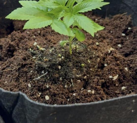 Slurricane Photo Grow. Week 4