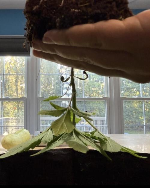 Slurricane Photo Grow. Week 4