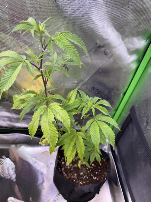 Mai Thai x Zkittles Cake Clone Grow. Week 4