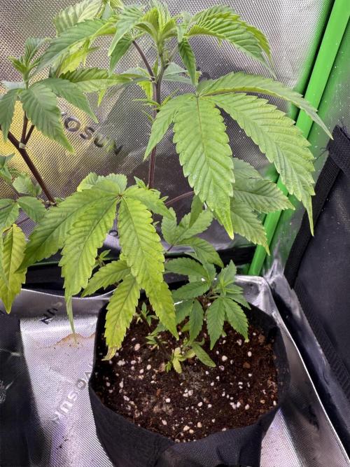 Mai Thai x Zkittles Cake Clone Grow. Week 4