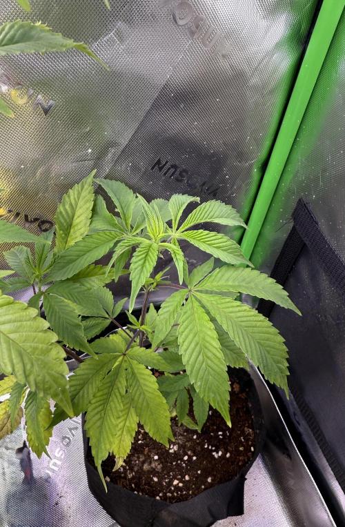 Mai Thai x Zkittles Cake Clone Grow. Week 4