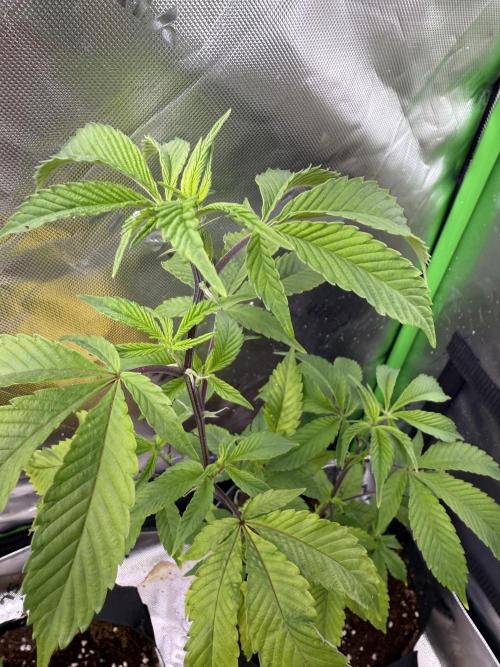 Mai Thai x Zkittles Cake Clone Grow. Week 4