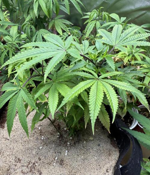 Slurricane Photo Grow. Week 5