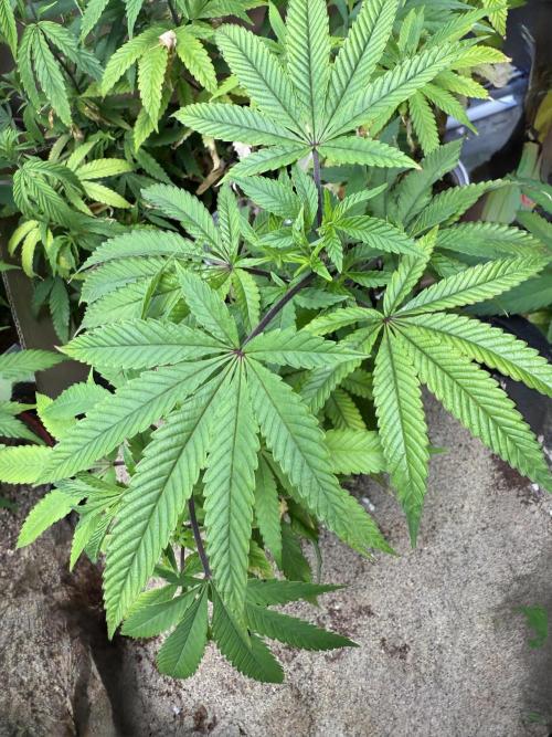 Slurricane Photo Grow. Week 5