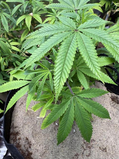 Slurricane Photo Grow. Week 5