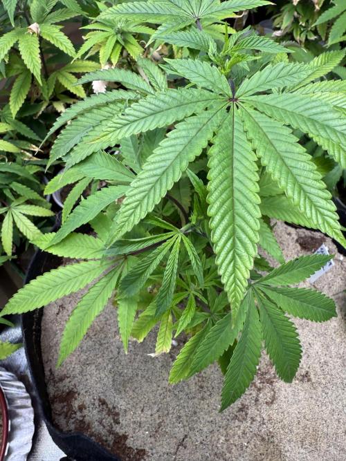 Slurricane Photo Grow. Week 5