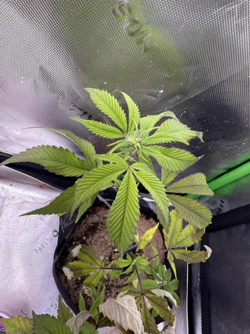 Mai Thai x Zkittles Cake Clone Grow. Week 5