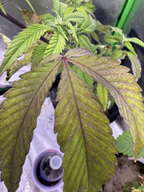 Mai Thai x Zkittles Cake Clone Grow. Week 5