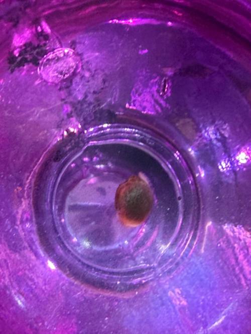 Eternity Grow Cup 2026 - Sticky Broccoli. Week 0