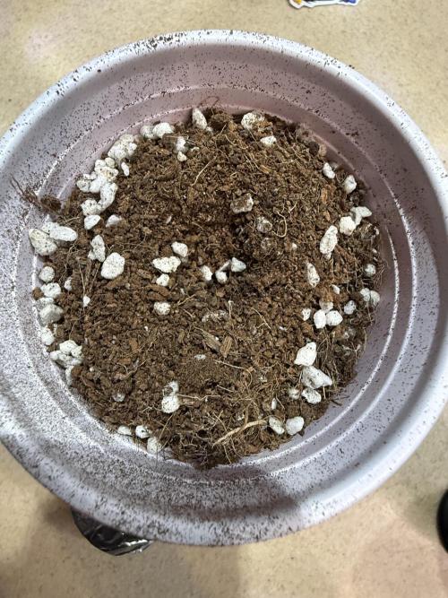 Eternity Grow Cup 2026 - Sticky Broccoli. Week 0