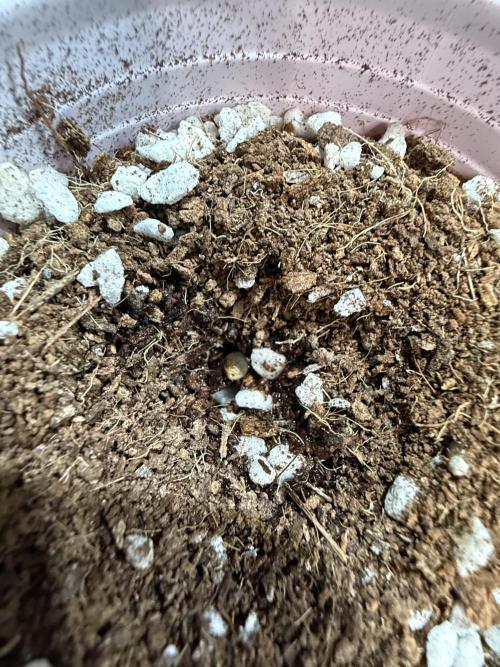 Eternity Grow Cup 2026 - Sticky Broccoli. Week 0