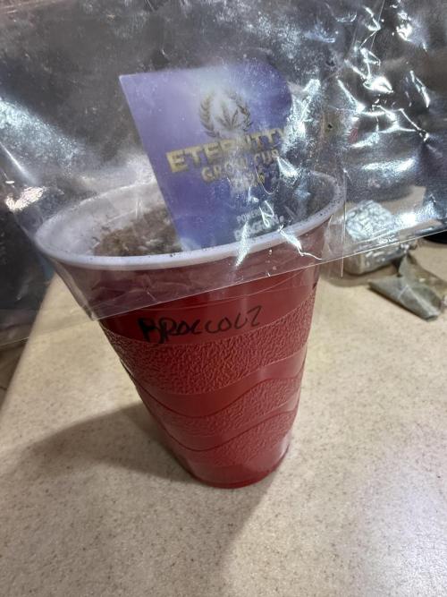 Eternity Grow Cup 2026 - Sticky Broccoli. Week 0