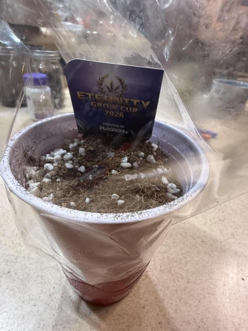 Eternity Grow Cup 2026 - Sticky Broccoli. Week 0