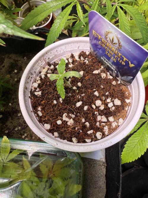 Eternity Grow Cup 2026 - Sticky Broccoli. Week 1